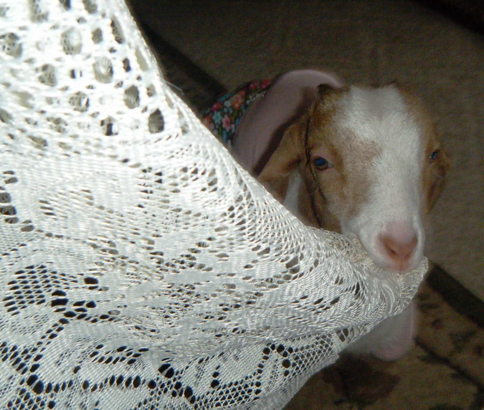Goat Blankets, Graphic Prints - US Whip