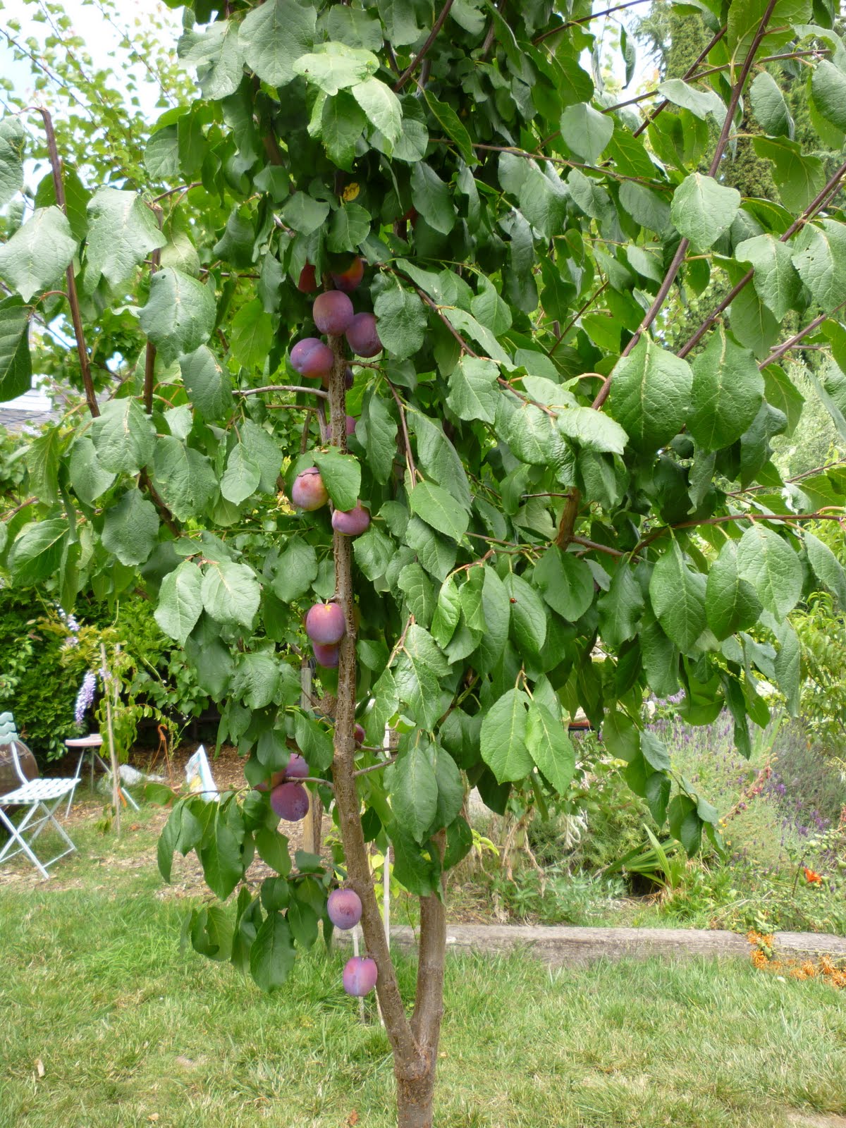 chickensinthegarden jubileum plum tree chickensinthegarden jubileum plum tree