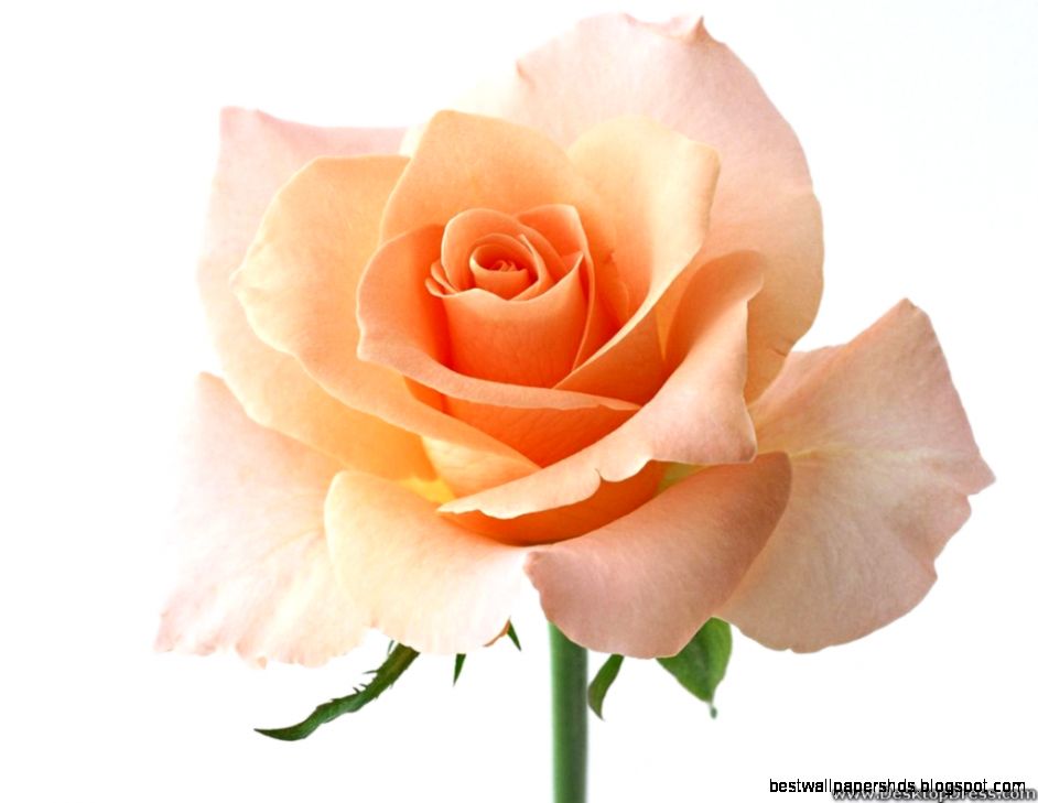 Desktop Wallpapers » Flowers Backgrounds » Beautiful Rose » www Desktop Wallpapers » Flowers Backgrounds » Beautiful Rose » www