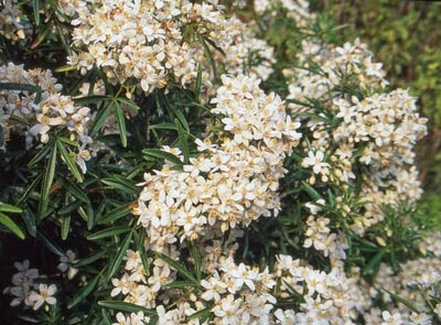 Choisya Ternata Stock Photos Choisya Ternata Stock Images Alamy