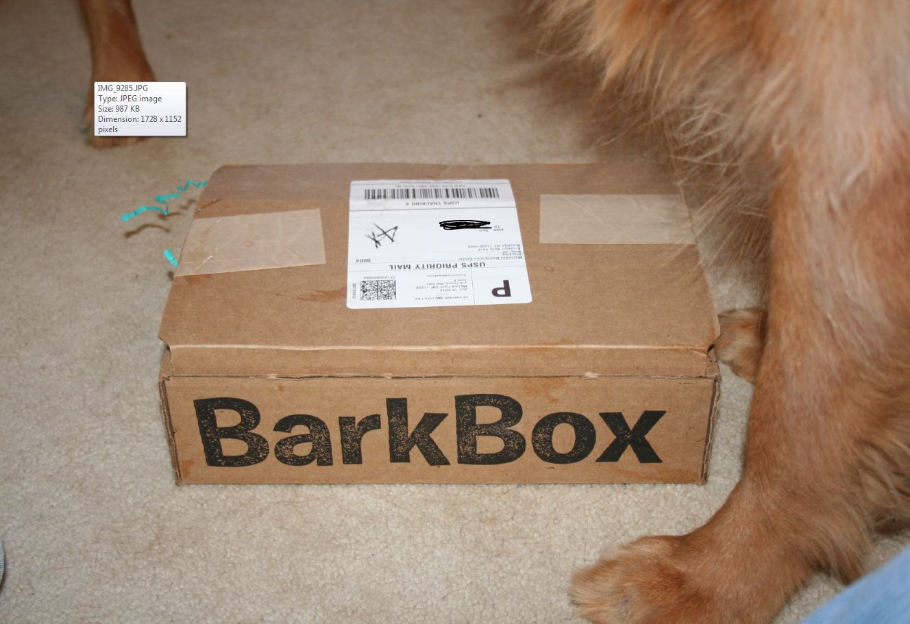 How Sam Sees It Our BarkBox arrived!