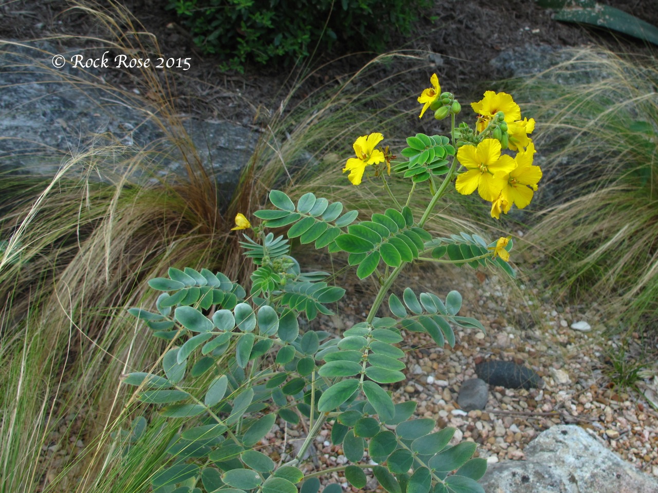 ROCK ROSE SENNA