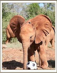 Adopt a Baby Elephant!