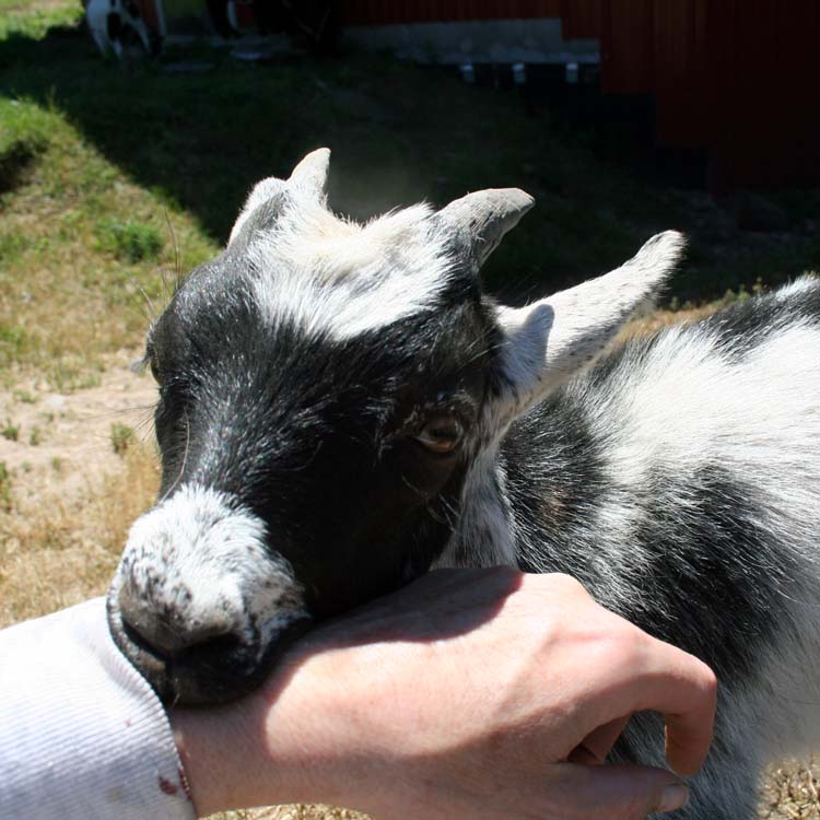 The Maaaaa of Pricilla Jim the Goat DEMANDS Attention
