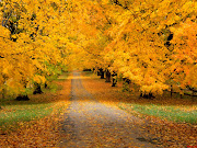 Fotografía de un sendero con arboles de otoño a sus lados. hermoso paisaje de un sendero en otoã±o