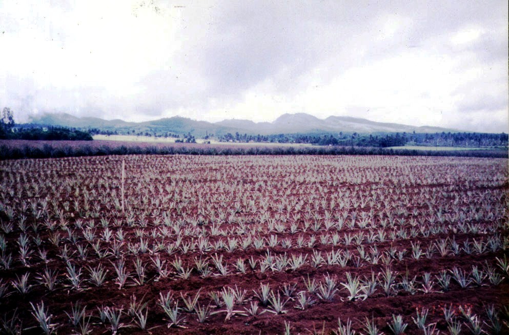 The Pineapples of Kananga (Leyte) B.L.A.S.T. Live Life to the