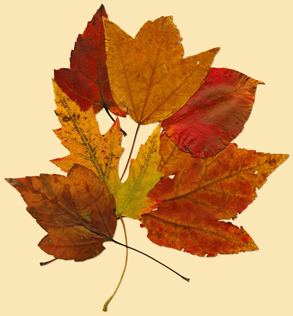 ... <b>autumn</b> <b>leaves</b> use these high resolution elements to enhance your <b>fall</b>