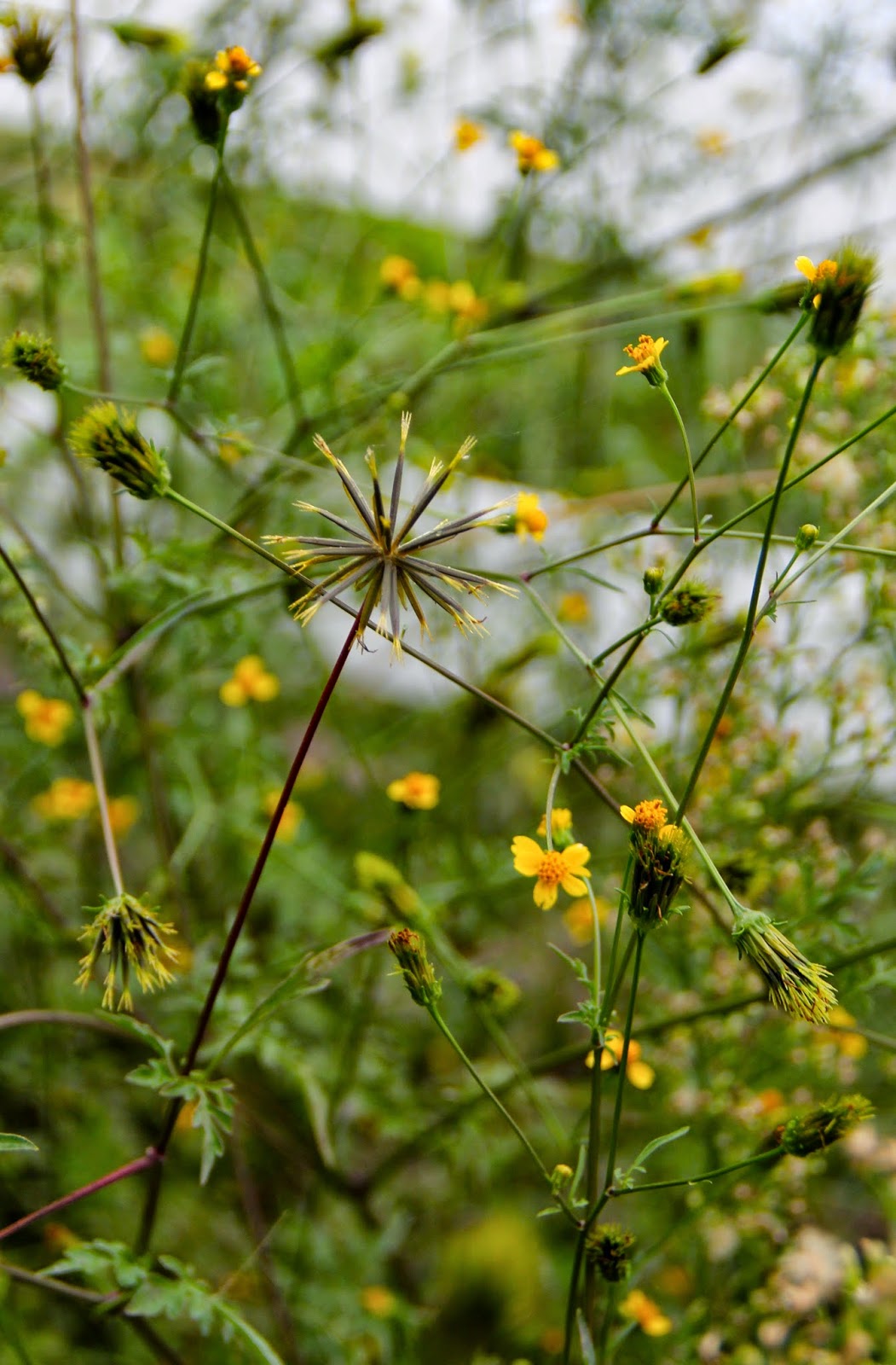 Hoot Owl Karma Hitchhiker