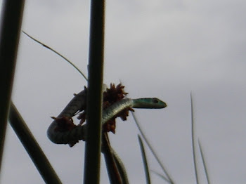 A green mamba!!