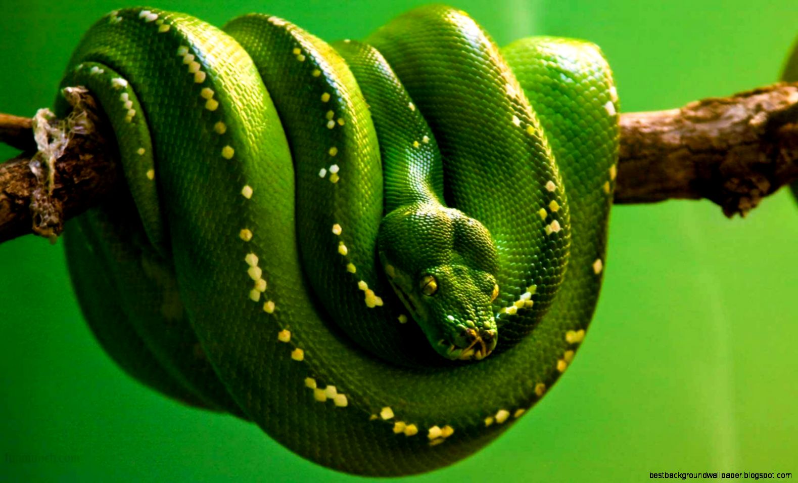 Green Tree Boa Wallpaper   Animal Lovers Picture Green Tree Boa Wallpaper   Animal Lovers Picture