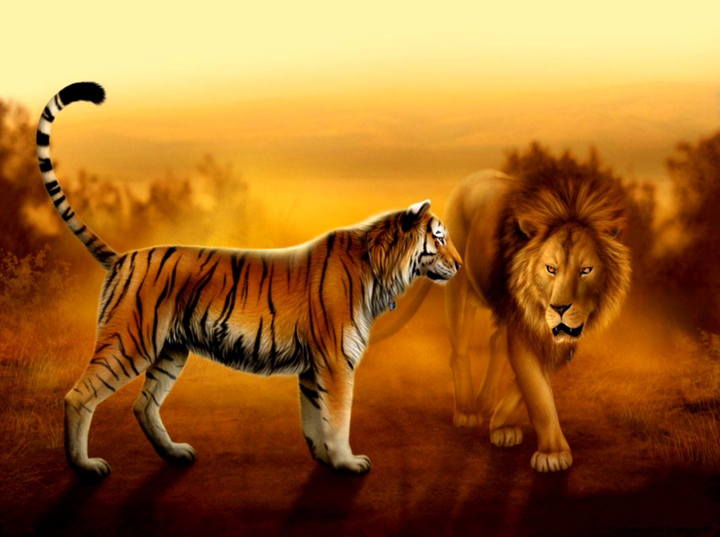 Animal Wallpaper Lion Tiger Hd Wallpapers Wallpapers Box
