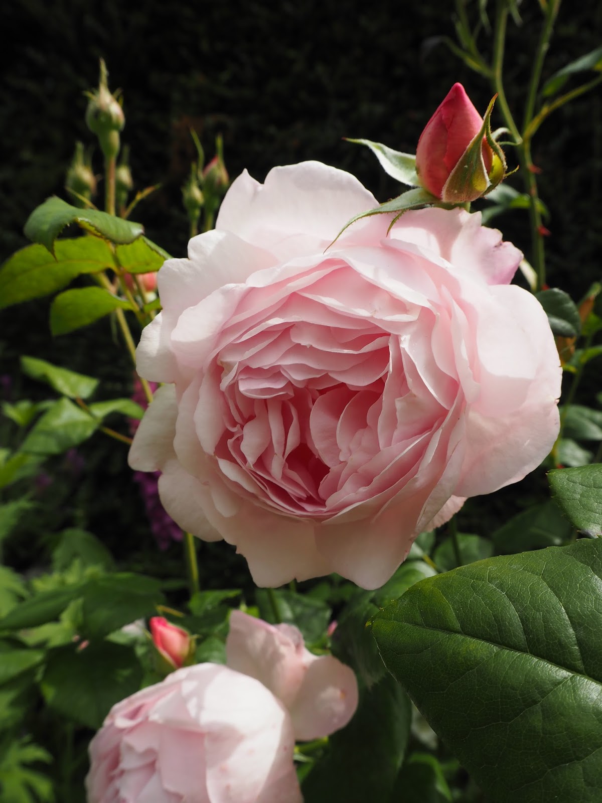 Rose Chart Hybrid Tea Roses Tea Roses Floribunda Roses