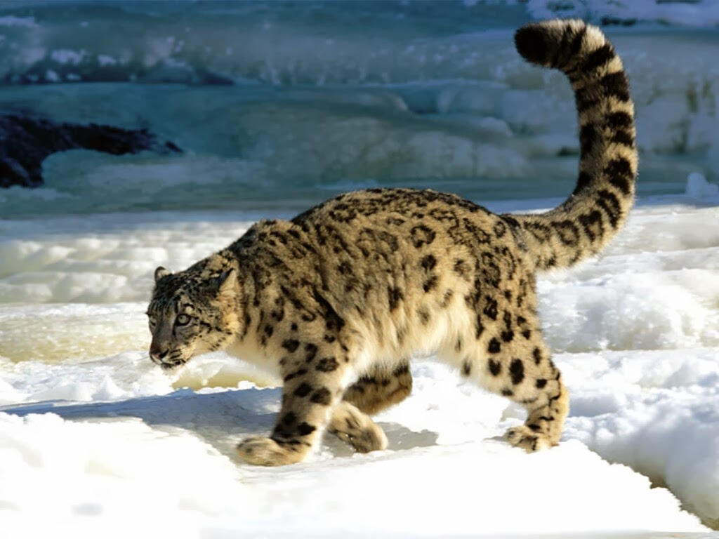 AVEEK- Blogs: snow leopard
