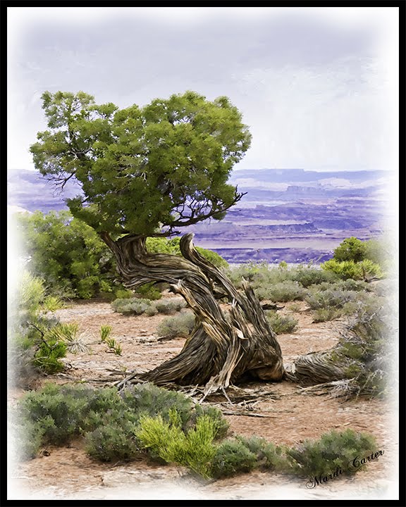 Desert Juniper