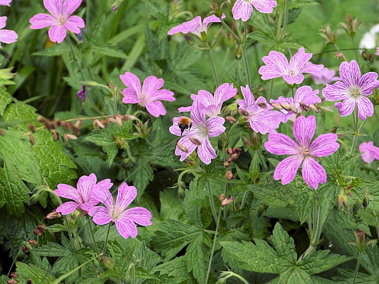 pelargonium tuin spinrag geraniums huppelen vrolijk door je tuin plant pelargonium tuin spinrag geraniums huppelen vrolijk door je tuin plant