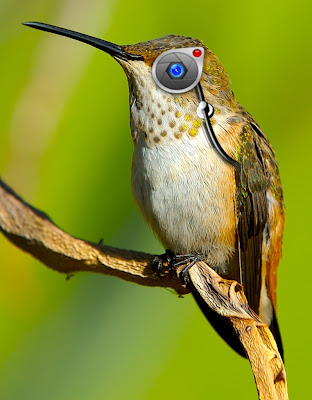 Aves con apariencia robotica