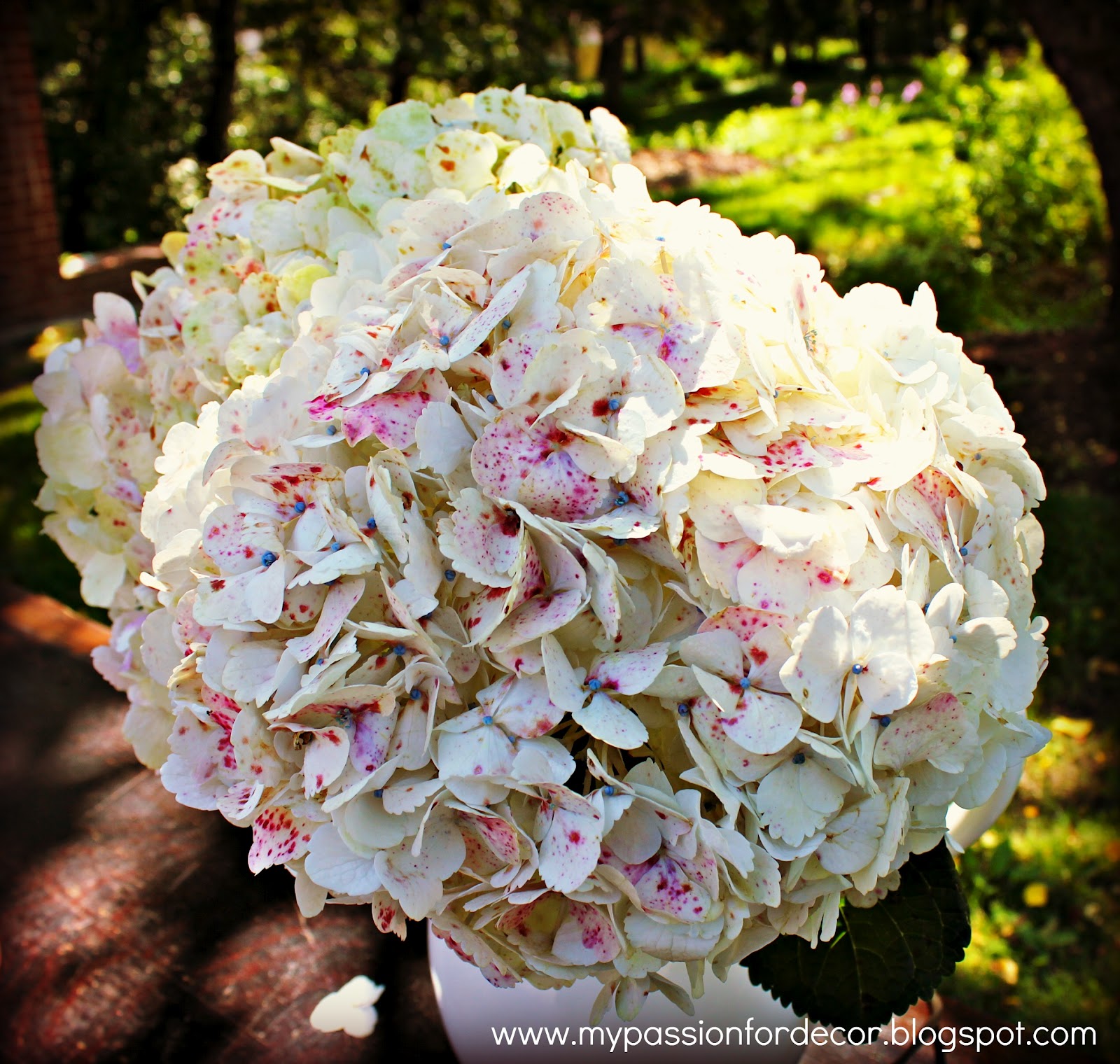 Ryukyu Life 15 Images From Yohena Hydrangea Gardens