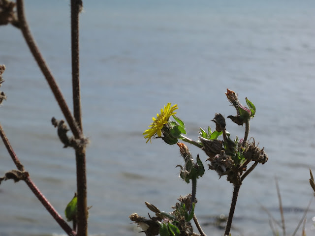 Yellow flower with sea beyond.