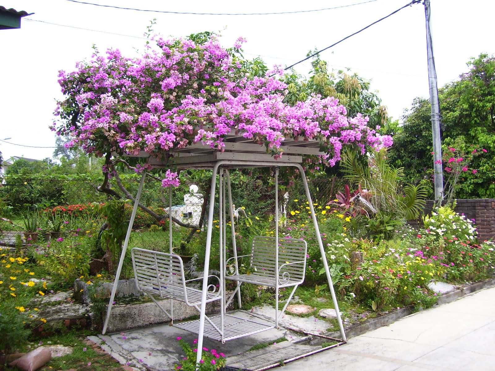 theperanakanconnection How to grow bougainvillea from cutting