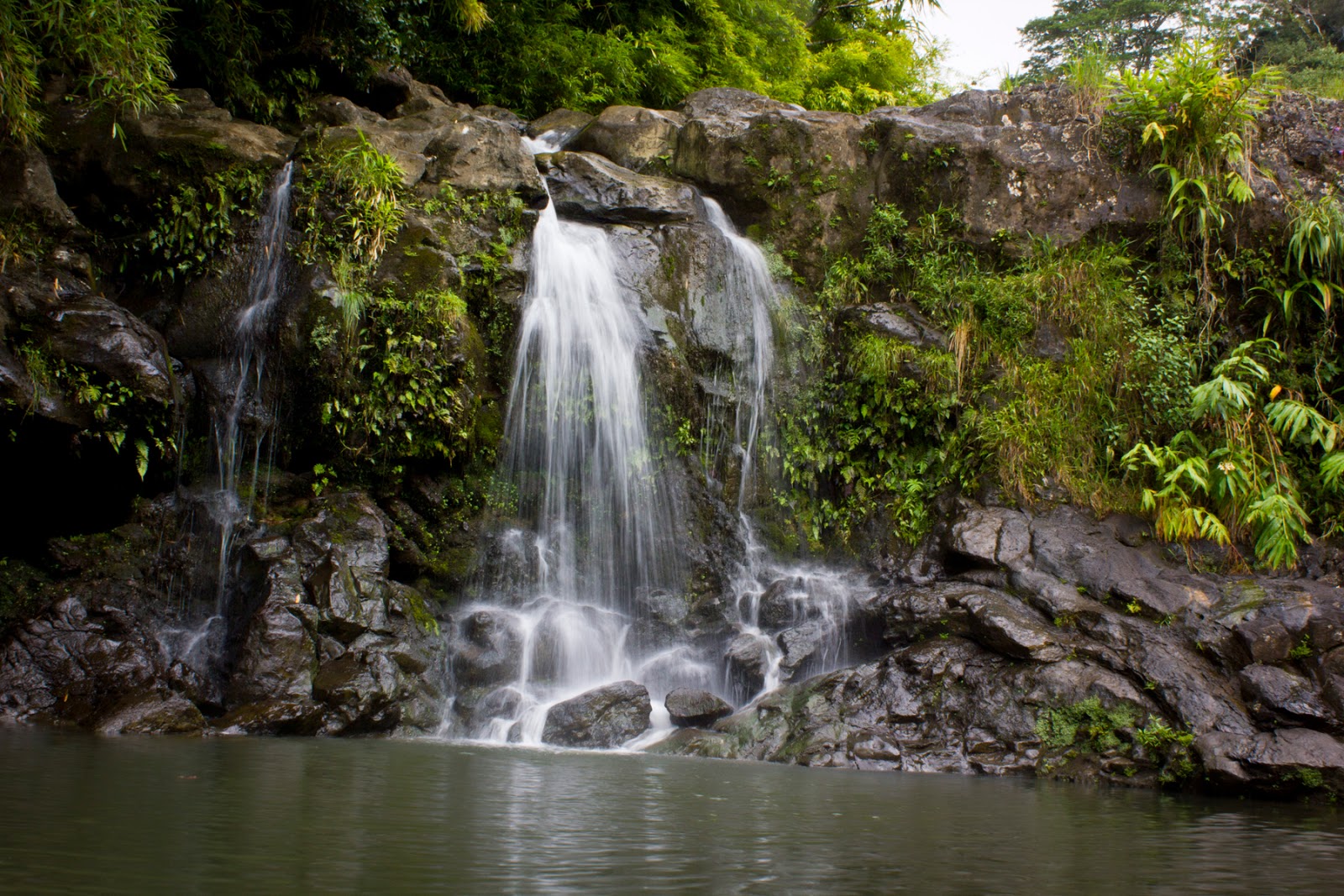 Bamboo Grove Photo Bamboo Forest Maui
