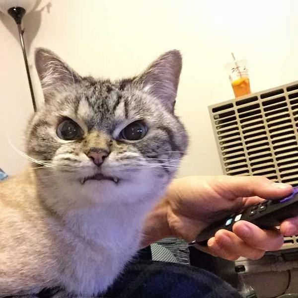 Локи - кот с вампирскими клыками Локи - кот с вампирскими клыками