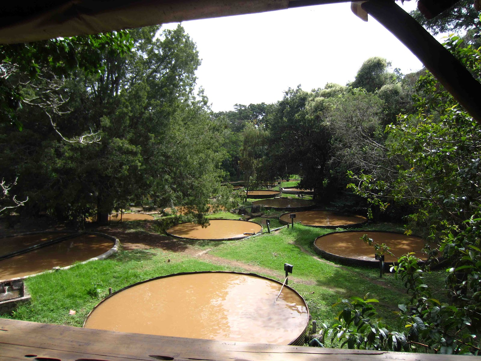 My Summer in Kenya Nanyuki