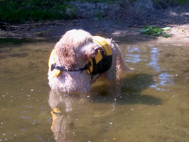 RuppiStruppi ganz schön markig! Auftrieb! Schwimmen mit Hund