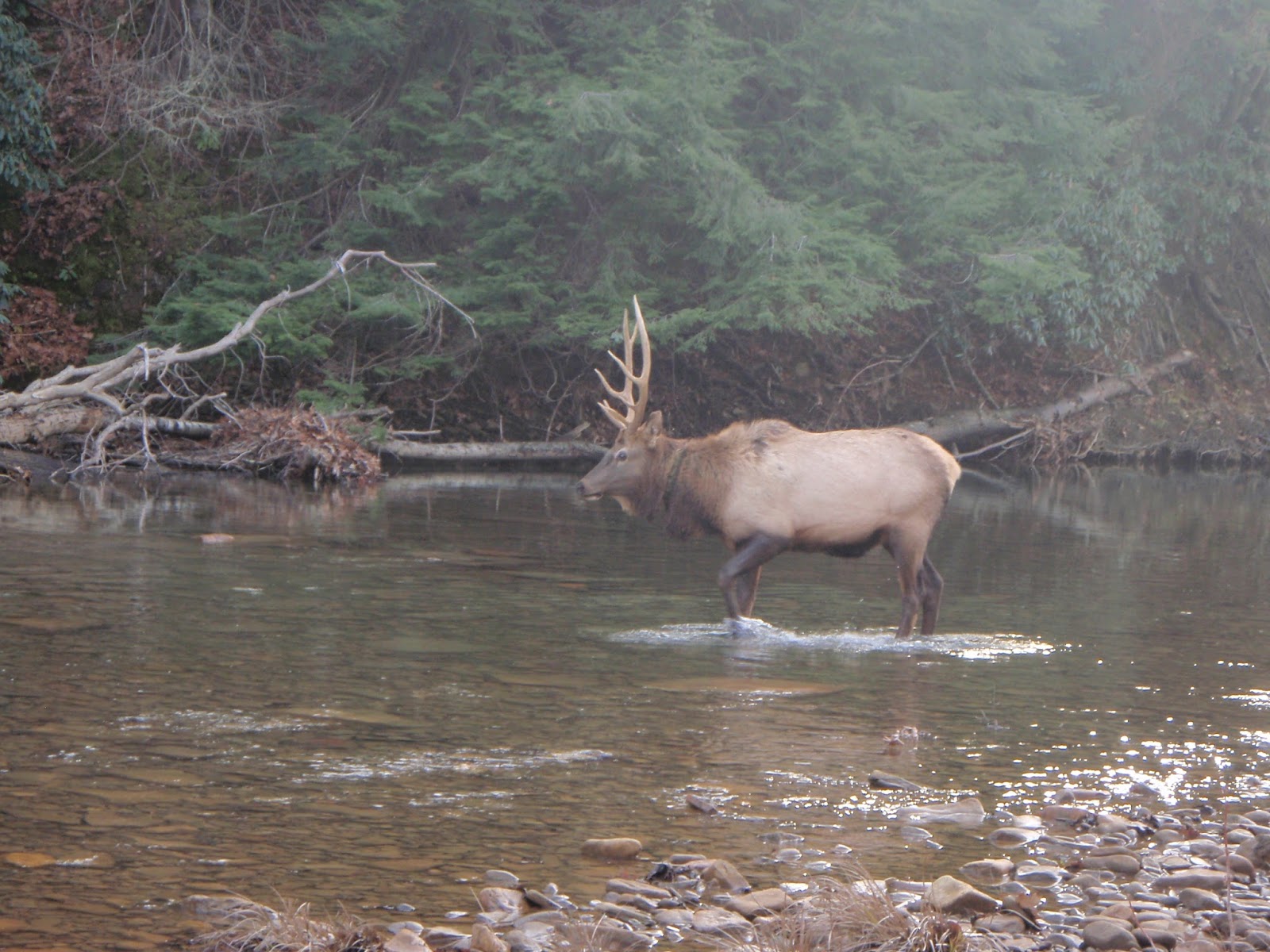 Full O'Bull Gazette Pennsylvania Celebrates Century Of Elk
