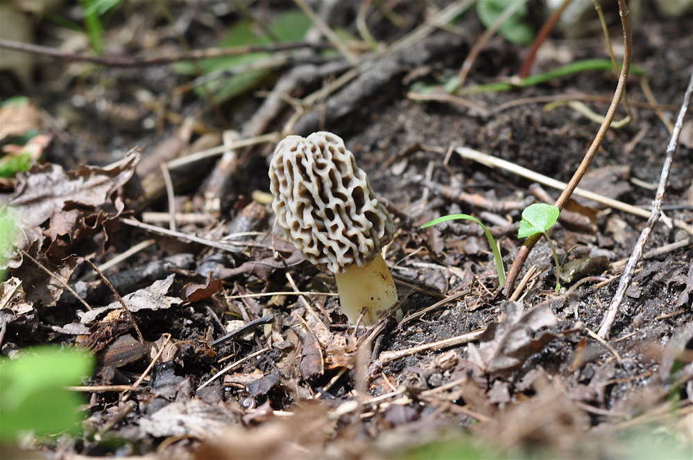 The Great Boyne City National Morel Festival Langdon Cook