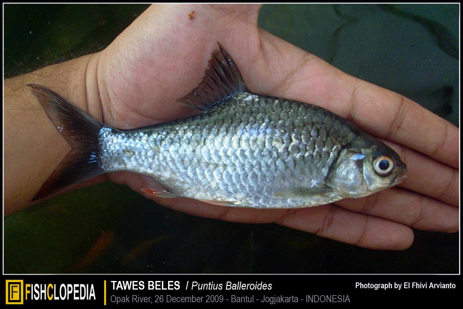 CATATAN SEORANG PENJELAJAH SUNGAI: FISHCLOPEDIA : Ikan Endemik Sungai