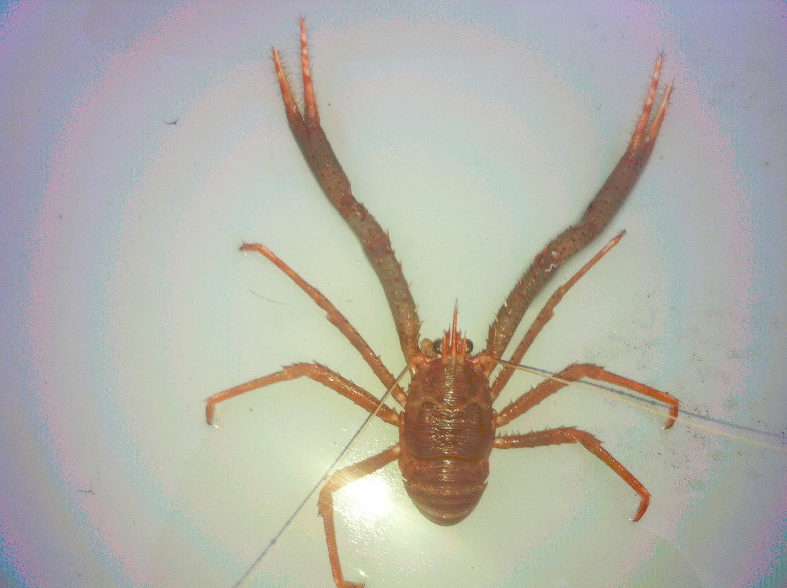 A Kilchoan Diary Squat Lobsters