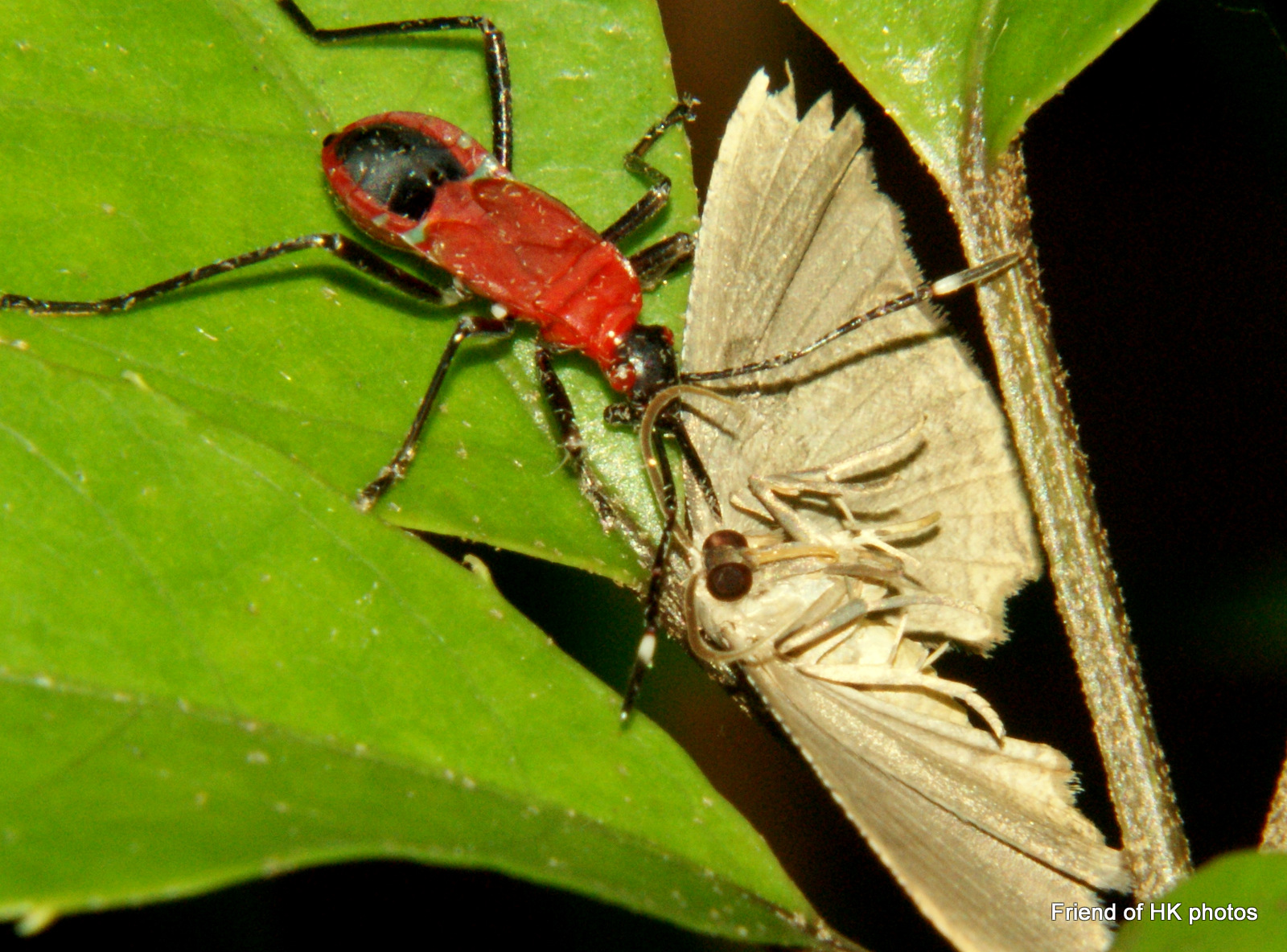 Photographic Wildlife Stories in UK/Hong Kong Insects Are Everywhere