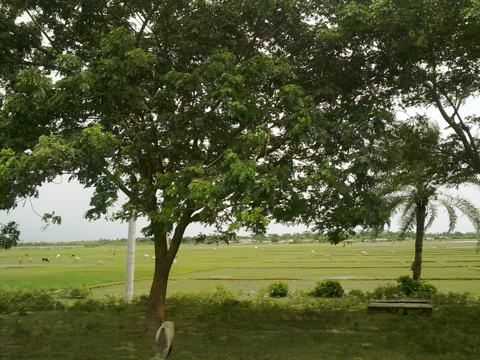 Bangladesh Village Scenery