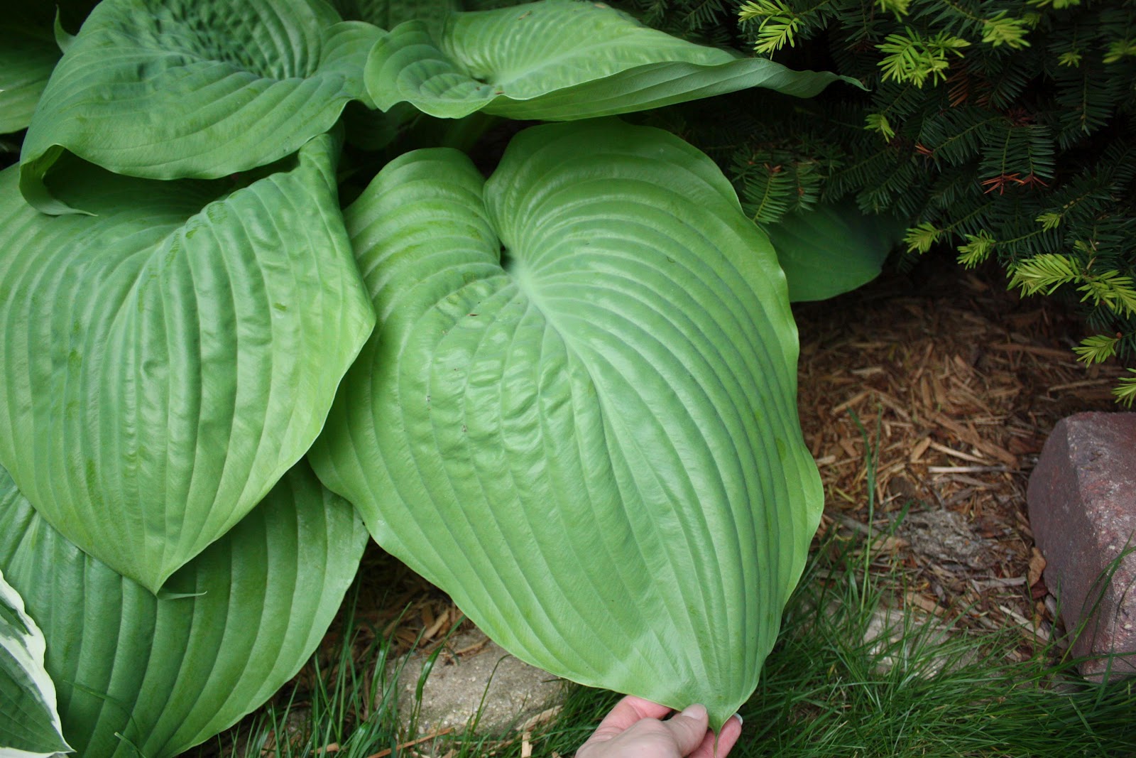 Russet Street Reno Our huge plants