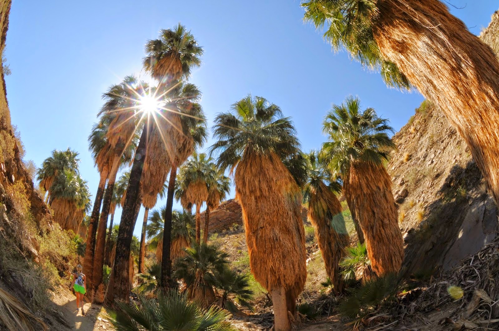 SEAN TINER Hiking in Palm Canyon