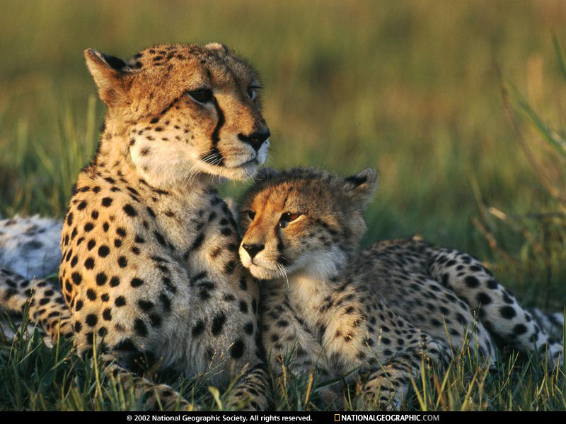 Cheetahs Animals