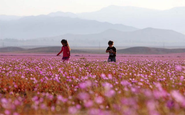 [쿠키영상] '폭우가 만든 기적' 지구상에서 가장 건조한 칠레 사막이 분홍빛 꽃밭으로