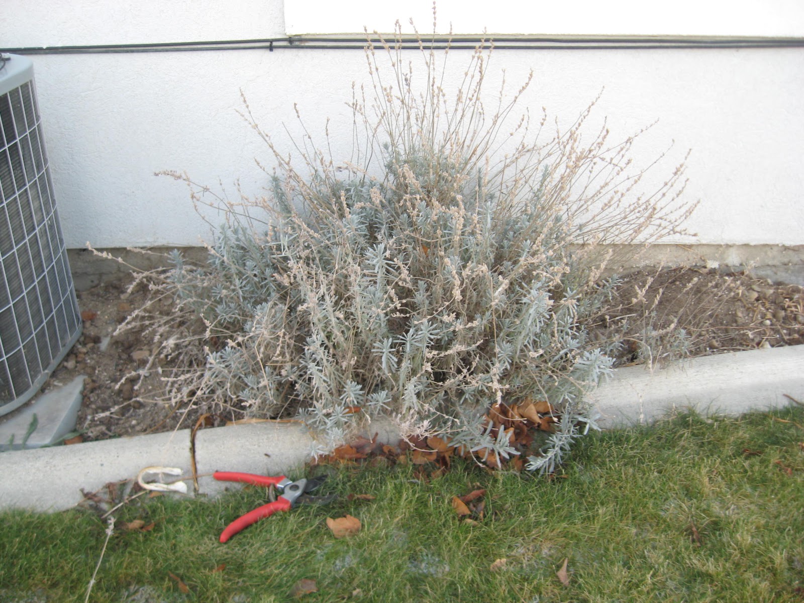 Grow How Pruning Lavender