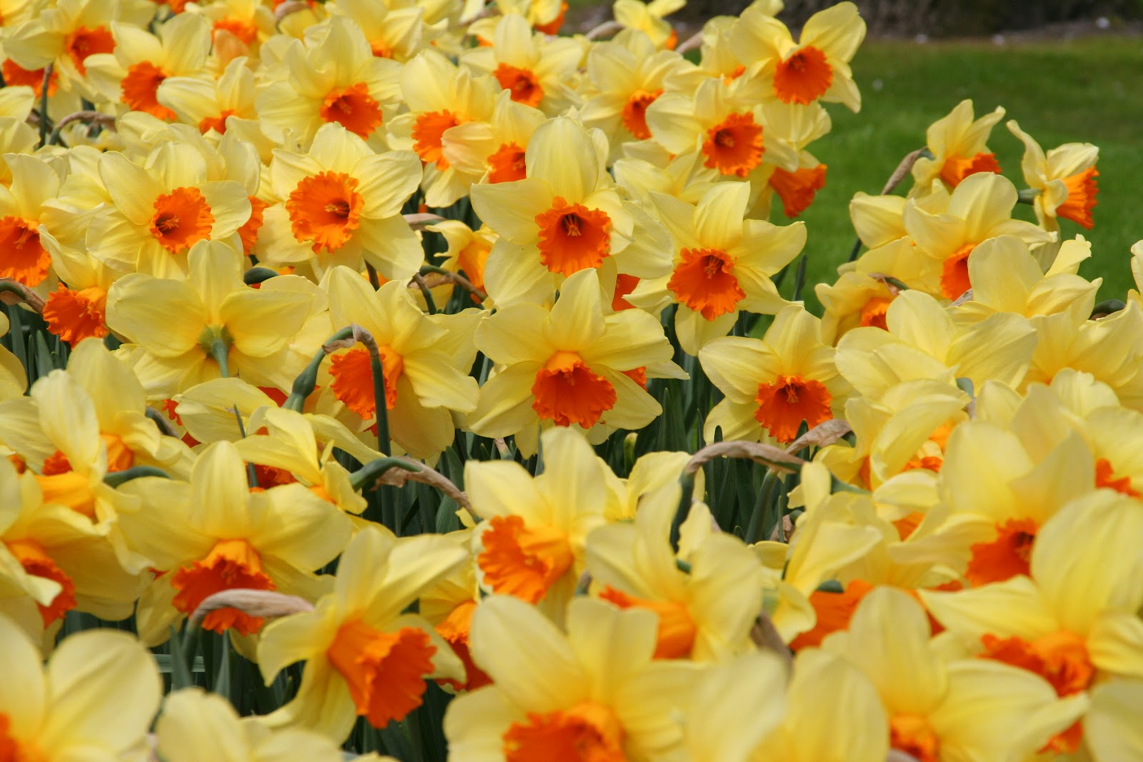 flowers for flower lovers.: Daffodils flowers wallpapers.