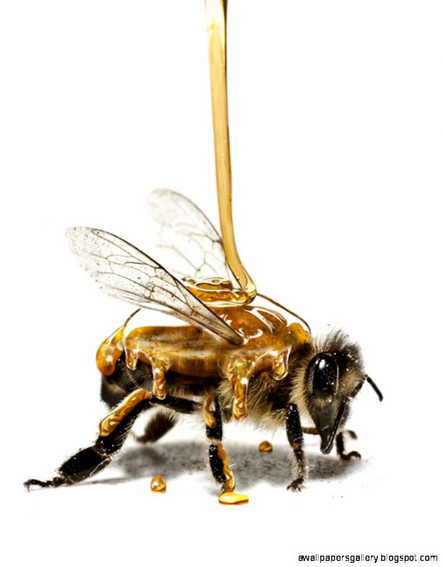 Honey Bee by Jan Friis Photoshop Creative Honey Bee by Jan Friis Photoshop Creative