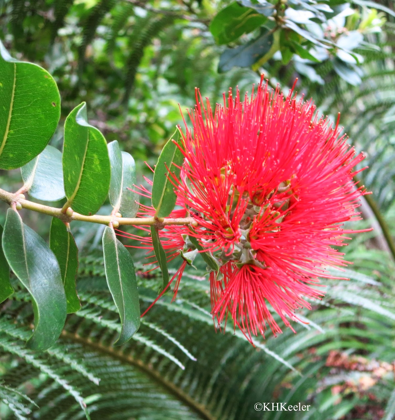A Wandering Botanist Visiting Kauai Native Flowers!