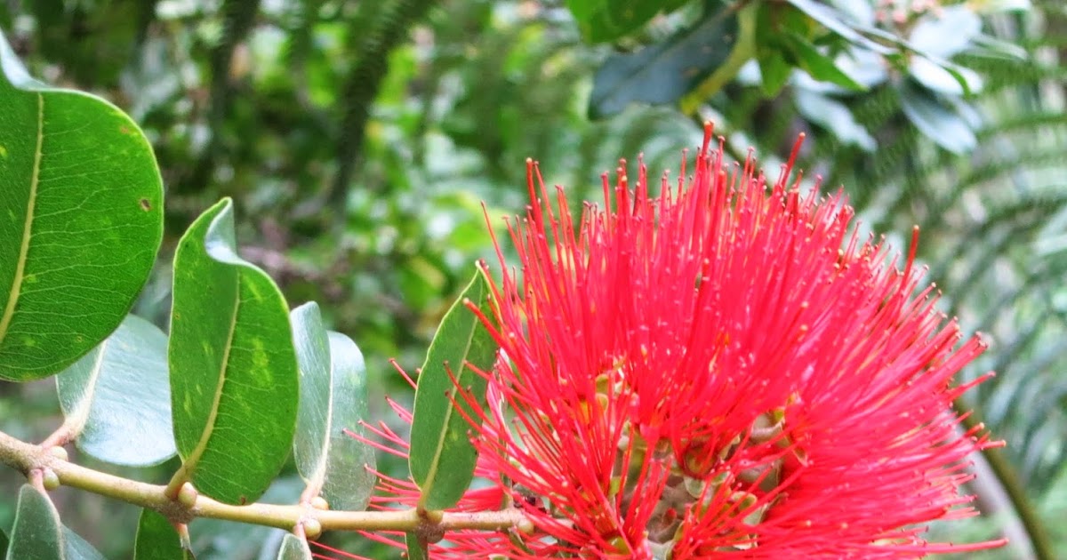 A Wandering Botanist Visiting Kauai Native Flowers!