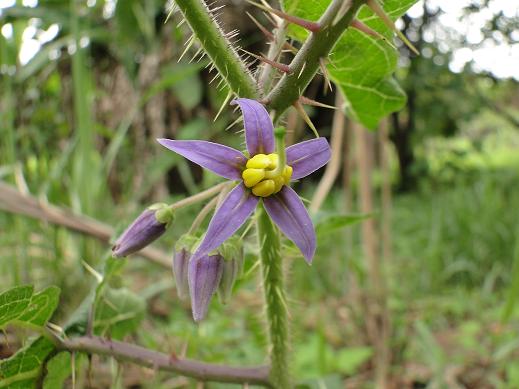 Melancia-da-praia (Solanum capsicoides)