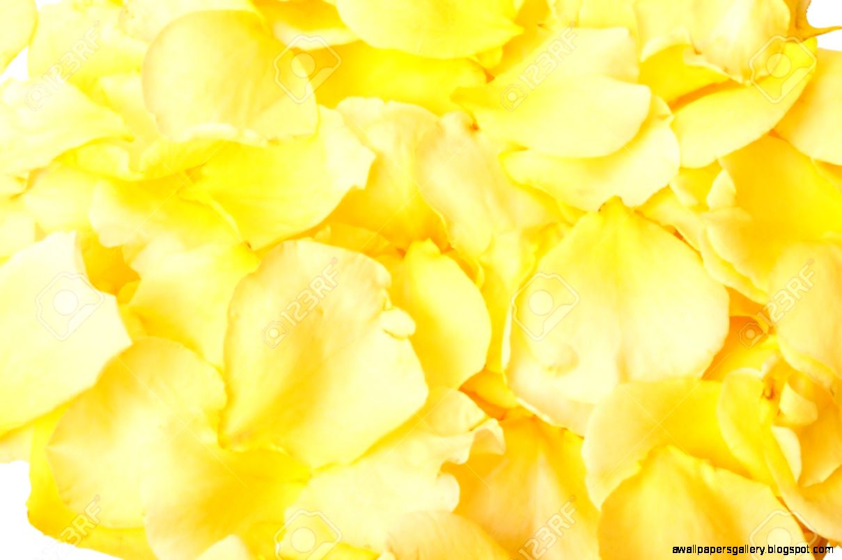 Yellow Rose Petal Background | Wallpapers Gallery