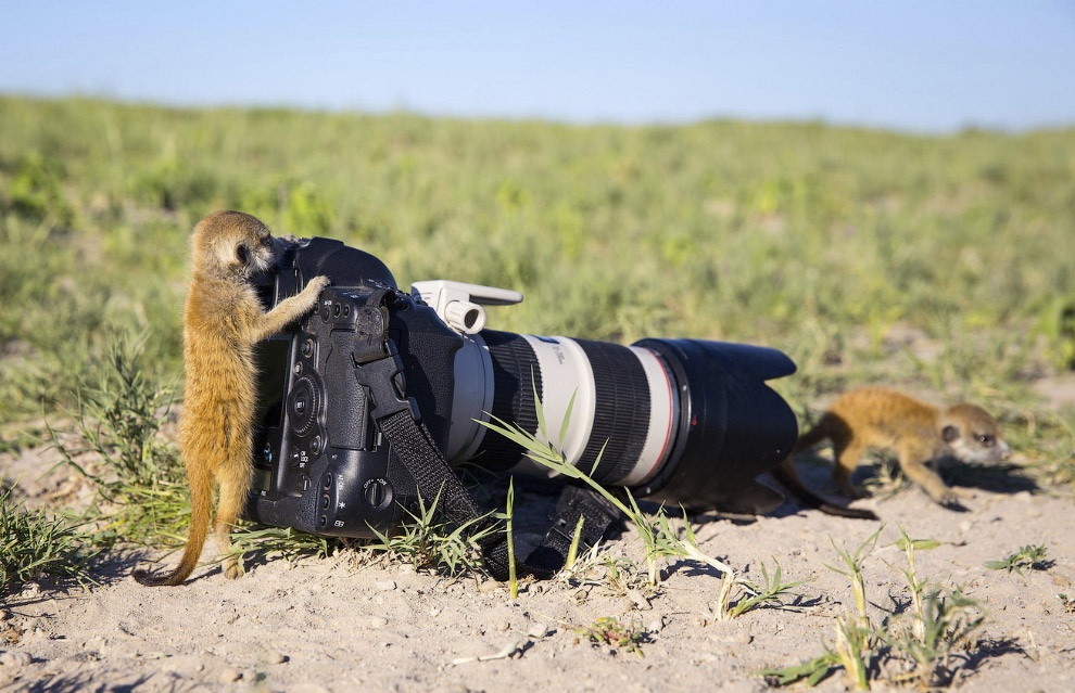 Смешные животные-фотографы (17 фото)