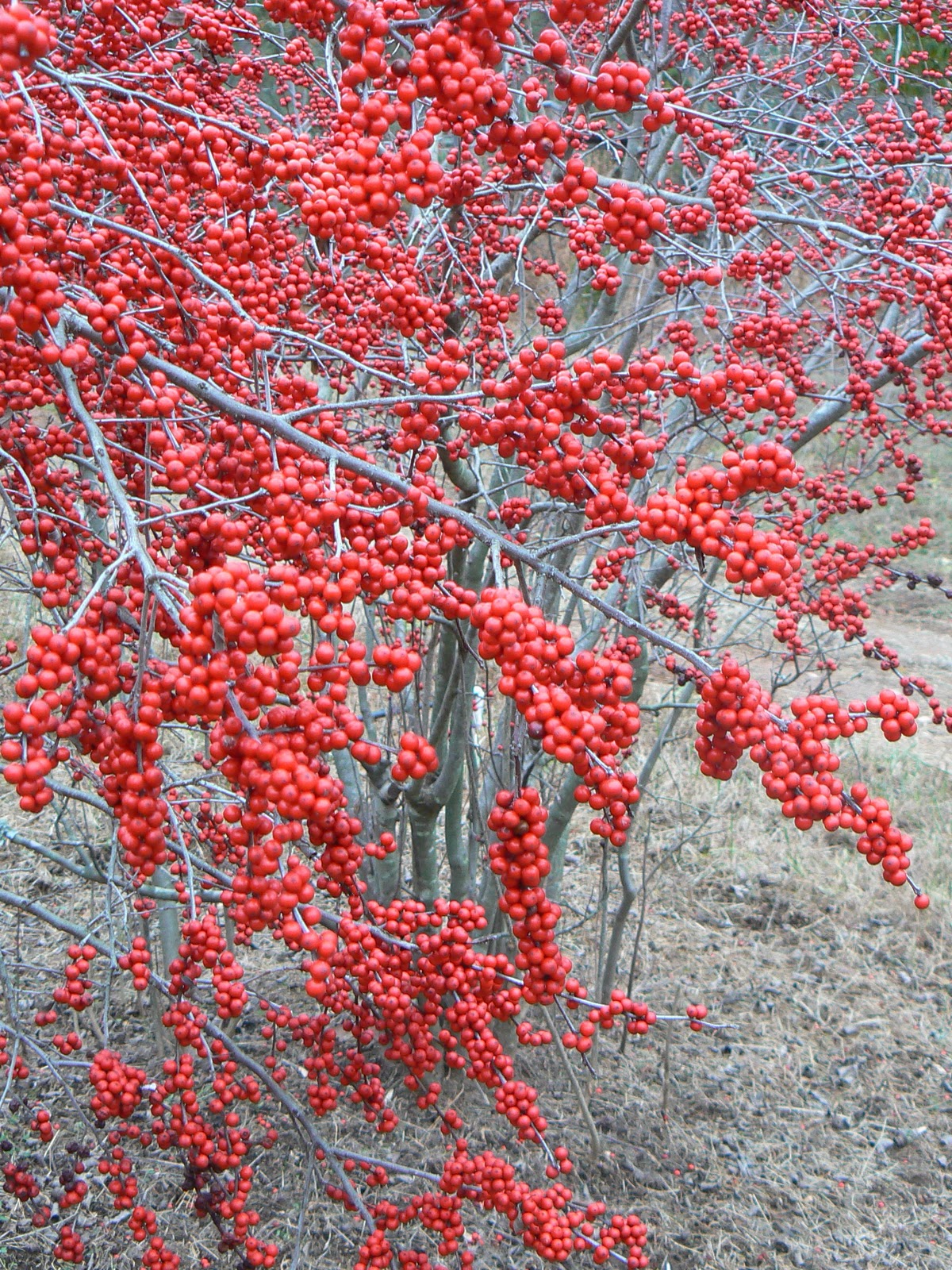 Norm S Nursery The Garden Writ Large