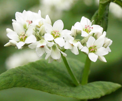 Buckwheat Flower