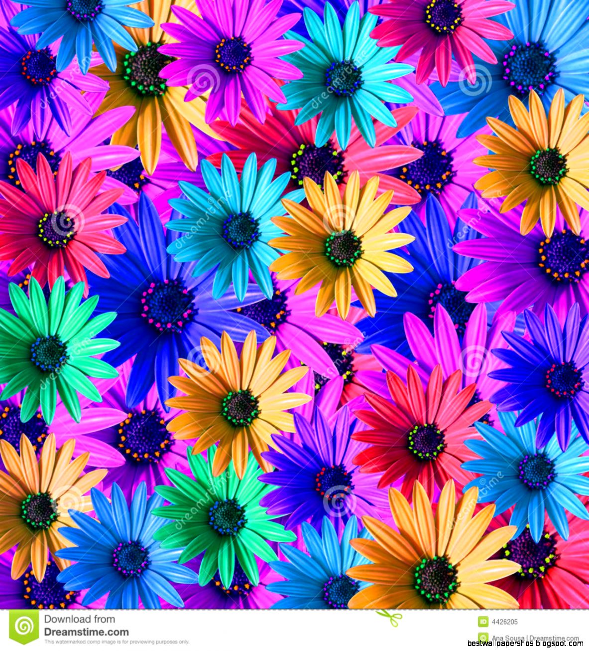 Multi Colored Daisy Flowers Royalty Free Stock Photo Image 4426205 Multi Colored Daisy Flowers Royalty Free Stock Photo Image 4426205