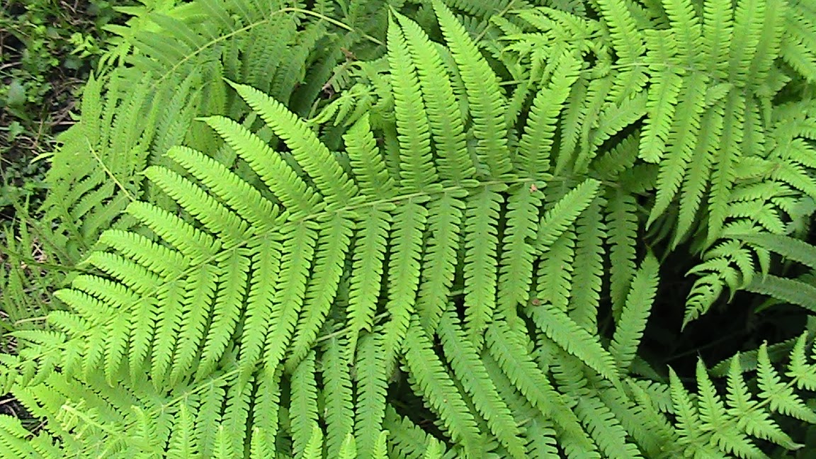 My Back Forty Garden and Park Southern Wood Ferns