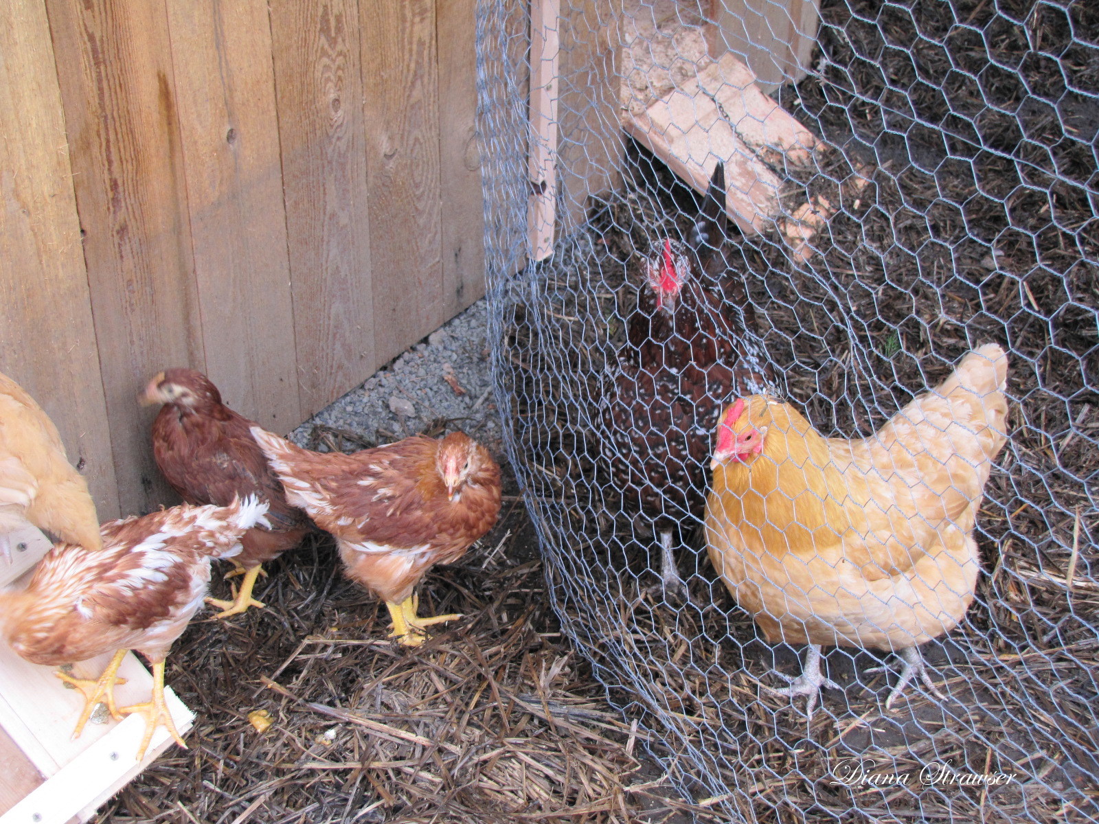 Chicken run voice of fowler, chicken coop west memphis newspaper, black